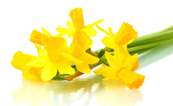 Όμορφο κίτρινο daffodils απομονωθεί σε λευκό — Φωτογραφία Αρχείου