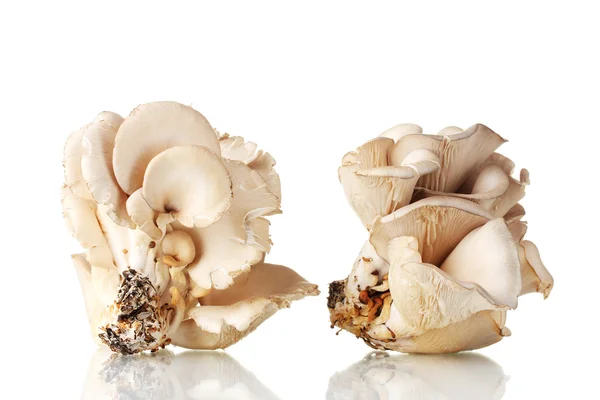 Champignons huîtres isolés sur blanc — Photo