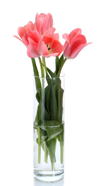Belas tulipas rosa em vaso de vidro isolado em branco — Fotografia de Stock