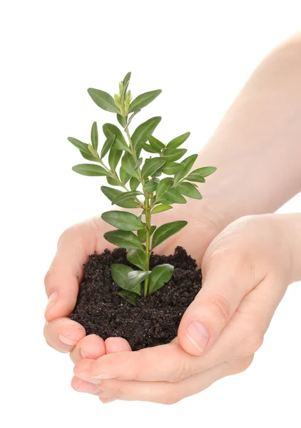 Young plant in hands isolated on white — Stock Photo, Image