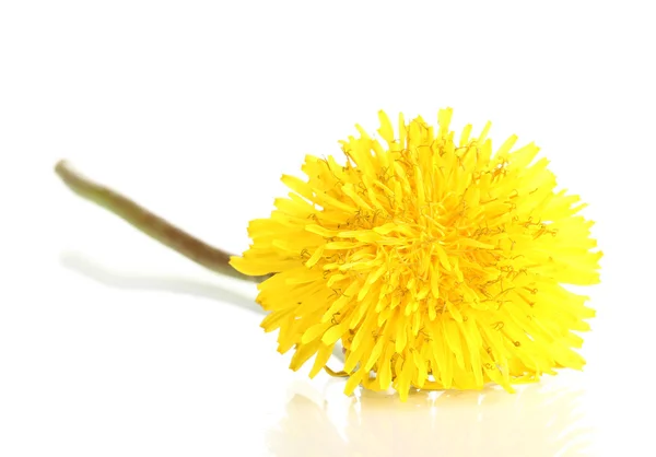 Dandelion flower isolated on white — Stock Photo, Image