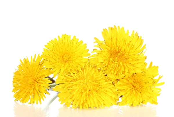 stock image Dandelion flowers isolated on white