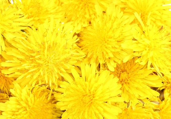 Karahindiba çiçek yakın çekim — Stok fotoğraf