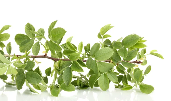 Гілка з зеленим листям ізольована на білому — стокове фото