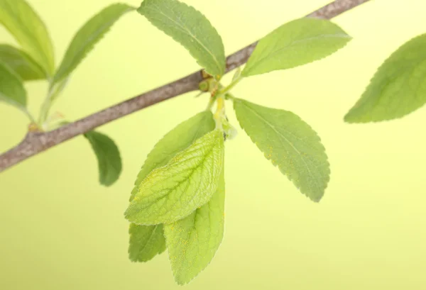 Zweig mit grünen Blättern auf grünem Hintergrund — Stockfoto