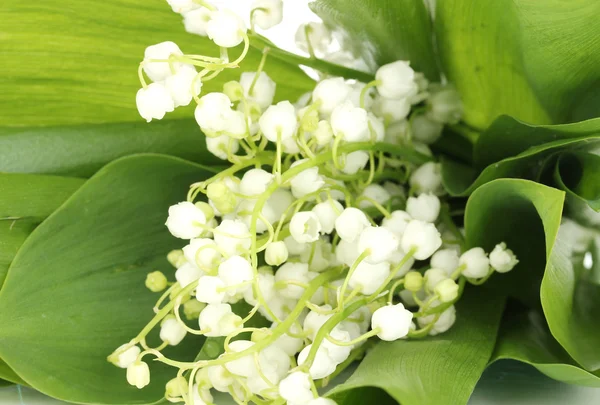 May-lilies close-up — Stock Photo, Image
