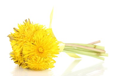 Dandelion flowers isolated on white clipart