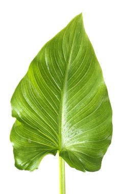 White callas leaf isolated on white clipart