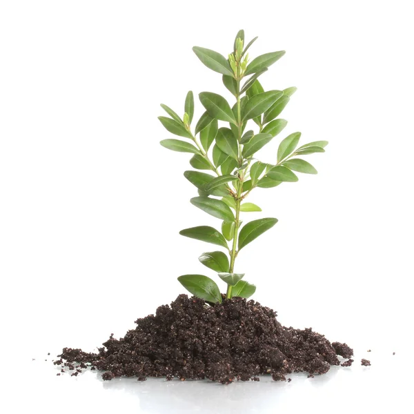 Young plant in ground isolated on white — Stock Photo, Image