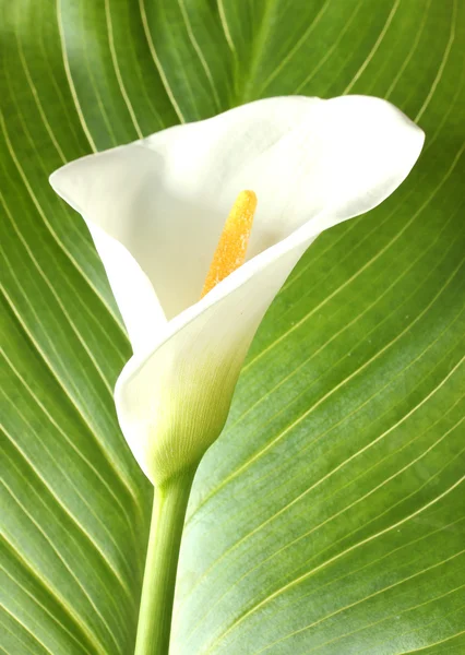 Weiße Calla mit Blatt isoliert auf weißer Nahaufnahme — Stockfoto