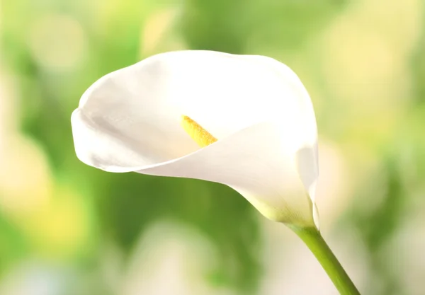 Calla blanche sur fond vert vif — Photo