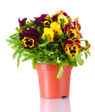 Beautiful violet pansies in flowerpot isolated on a white clipart