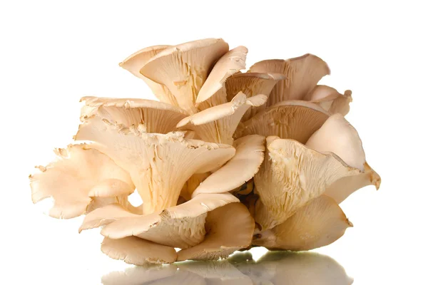 흰 수탉 버섯을 분리 해 놓은 모습 — 스톡 사진