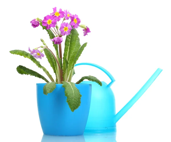 植木鉢の水まき缶を白で隔離される美しい紫プリムローズ — ストック写真