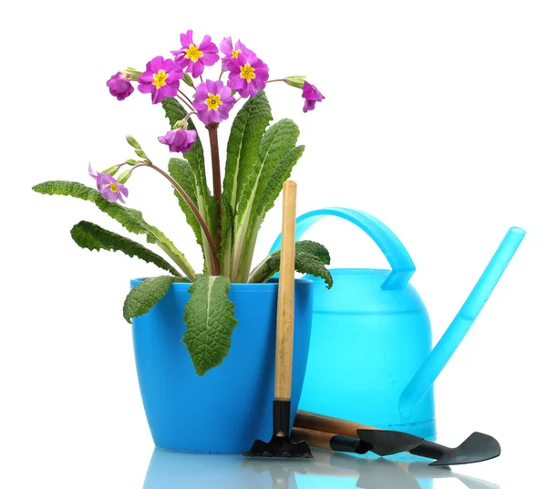 Beautiful purple primrose in a flowerpot, garden tools and watering can isolated on white — Stock Photo, Image