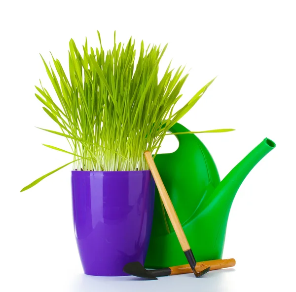 Bela grama em um vaso de flores, regando lata e jardim ferramentas isoladas em branco — Fotografia de Stock
