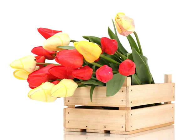 Красивые тюльпаны в ящике изолированы на белом — стоковое фото