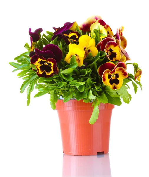 Beautiful violet pansies in flowerpot isolated on a white — Stock Photo, Image