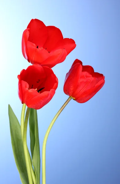Hermosos tulipanes sobre fondo azul — Foto de Stock