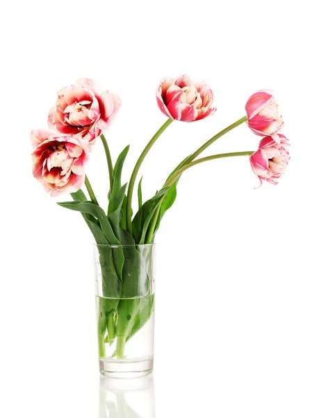 Bellissimi tulipani in vaso isolato su bianco — Foto Stock