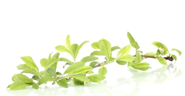 Ветка с зелеными листьями изолированы на белом — стоковое фото