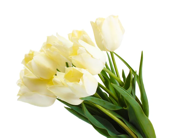 Beautiful tulips isolated on white — Stock Photo, Image