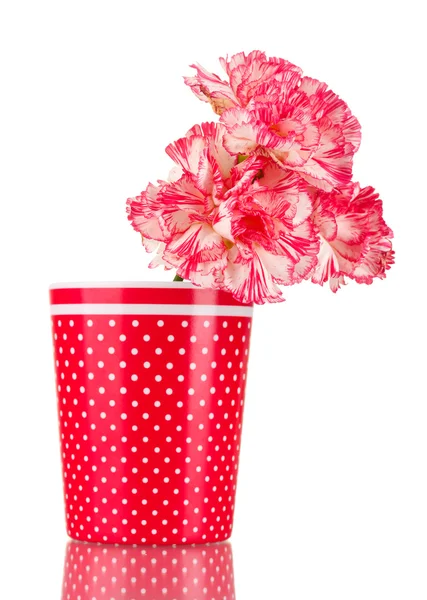 美丽的康乃馨在红色杯子上白色隔离 — 图库照片