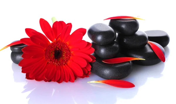 Wellness stones, rode bloem en geïsoleerd op witte bloemblaadjes — Stockfoto