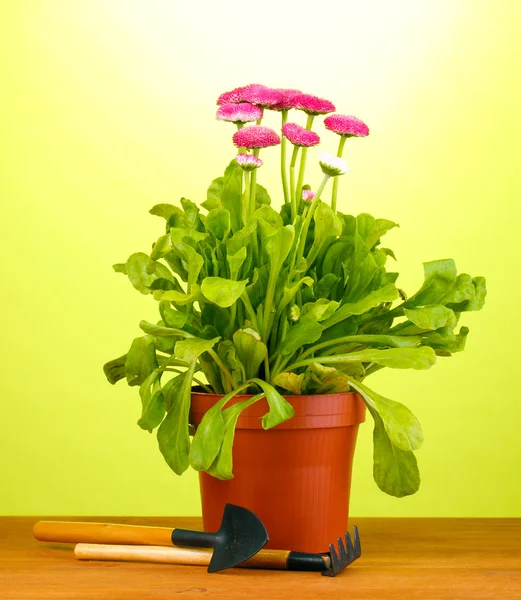 Flores cor-de-rosa em vaso com instrumentos em mesa de madeira sobre fundo verde — Fotografia de Stock