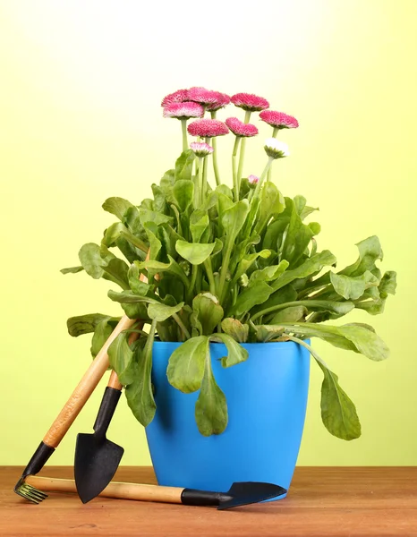 stock image Pink flowers in pot with instruments on wooden table on green background