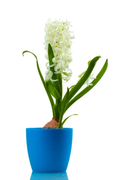 白で隔離される青い植木鉢で美しい白いヒアシンス — ストック写真