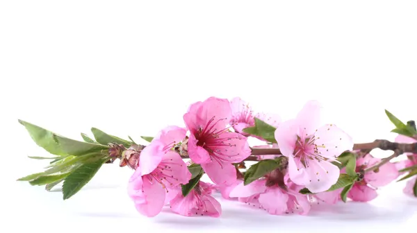 Красивый розовый цветок персика изолированы на белом — стоковое фото