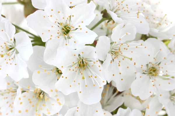 Belle fleur de cerisier gros plan — Photo
