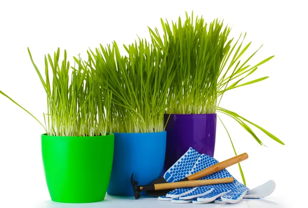 Beautiful grass in a flowerpots, garden tools and gloves isolated on white — Stock Photo, Image