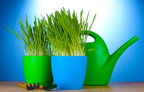 Schönes Gras im Blumentopf, Gießkanne und Gartengeräte auf Holztisch auf blauem Hintergrund — Stockfoto