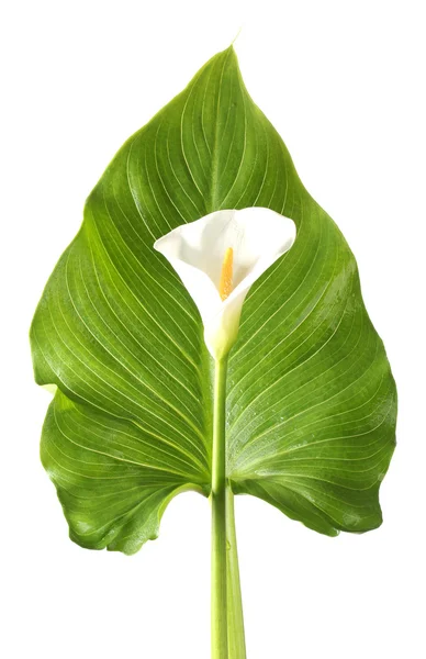 Beyaz calla yaprak üzerinde beyaz izole — Stok fotoğraf