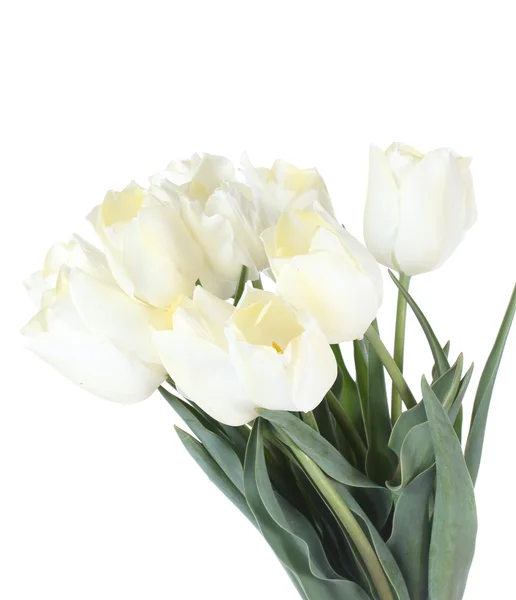白色上隔绝的美丽郁金香 — 图库照片