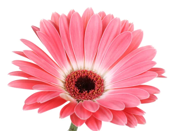 Bela gerbera rosa isolada em branco — Fotografia de Stock