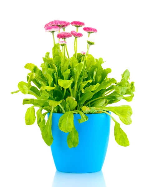 stock image Daisy flowers in pot isolated on white