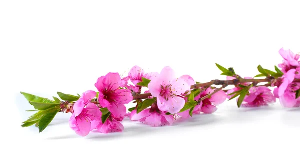 Mooie roze perzik bloesem geïsoleerd op wit — Stockfoto