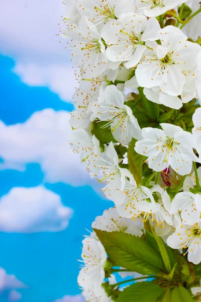 Bellissimo fiore di ciliegio su sfondo cielo blu — Foto Stock