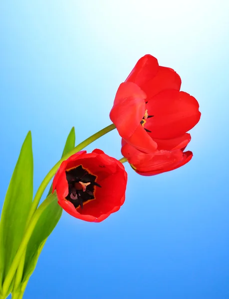 Beautiful tulips on blue background — Stock Photo, Image