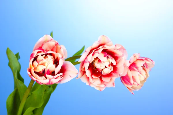 Beautiful tulips on blue background — Stock Photo, Image