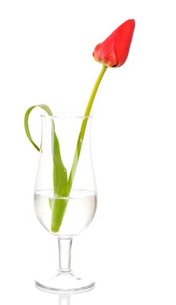 Beautiful tulip in glass isolated on white — Stock Photo, Image
