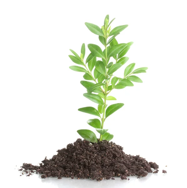 Young plant in ground isolated on white — Stock Photo, Image