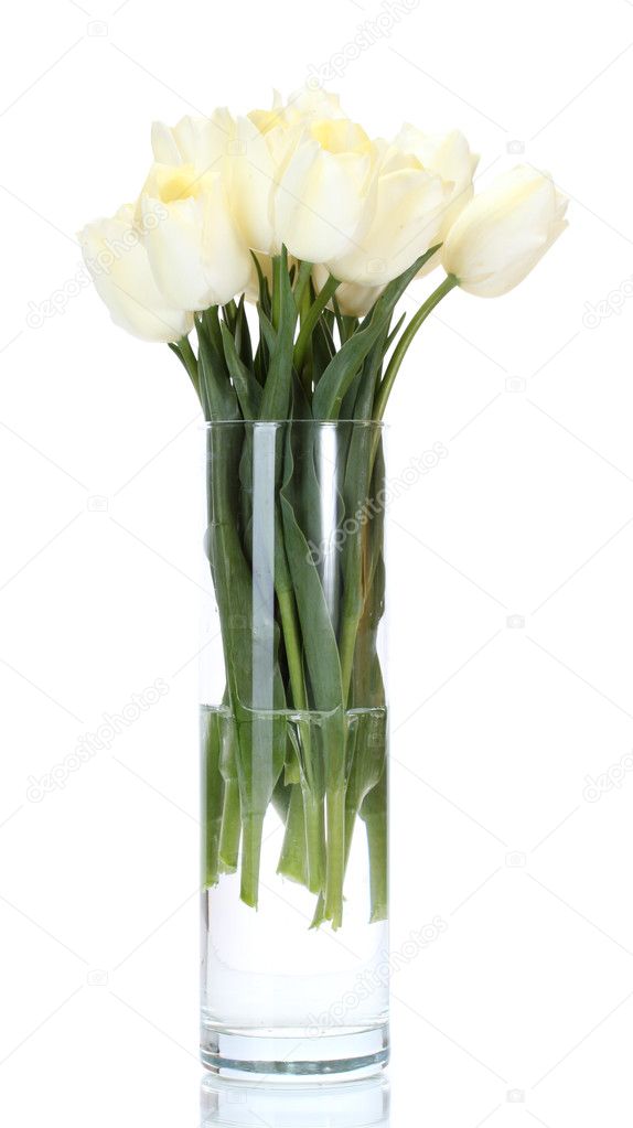 Beautiful tulips in glass vase isolated on white
