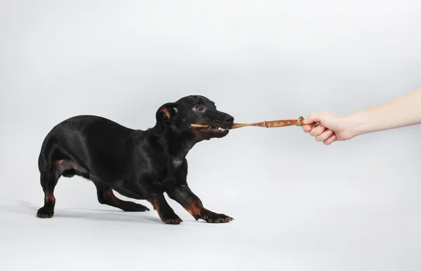 Pequeño perro salchicha negro y collar de perro sobre fondo gris — Foto de Stock
