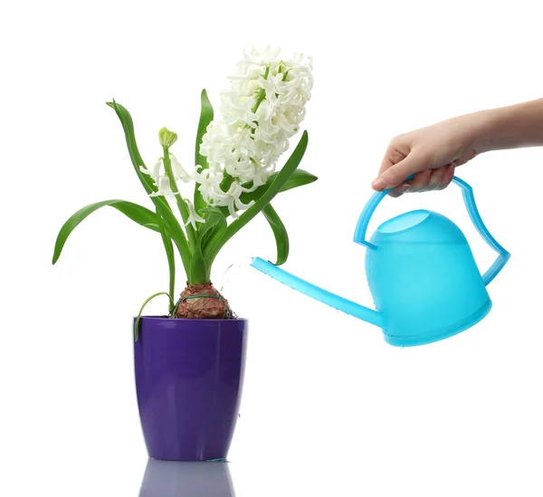 Beautiful white hyacinth in purple flowerpot and watering can isolated on white — Stock Photo, Image