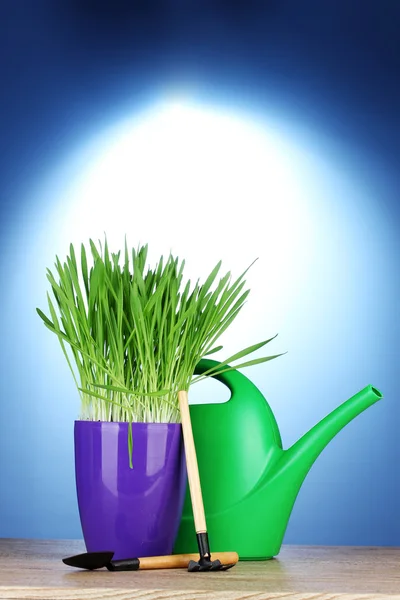 Beautiful grass in a flowerpot, watering can and garden tools on wooden table on blue background — Stock Photo, Image