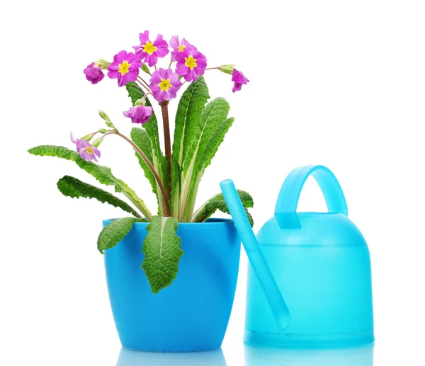 Beautiful purple primrose in a flowerpot and watering can isolated on white — Stock Photo, Image